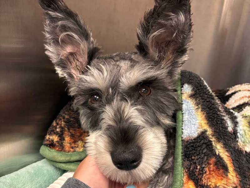 Wilmington Animal Hospital Policies