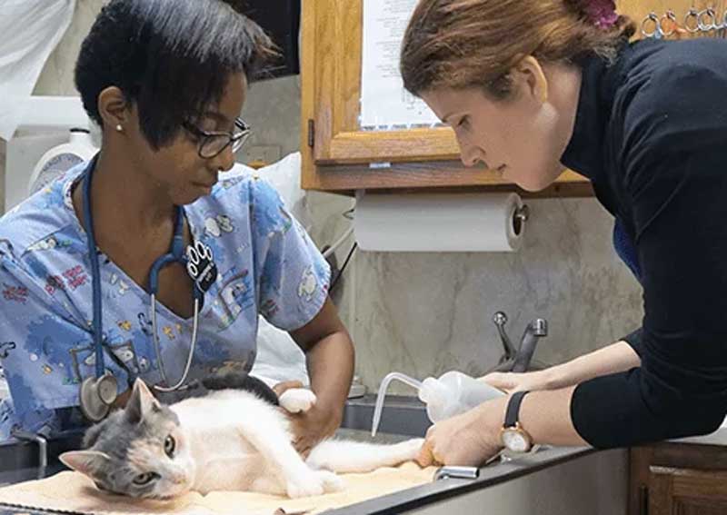 Carousel Slide 2: Cat veterinary exams