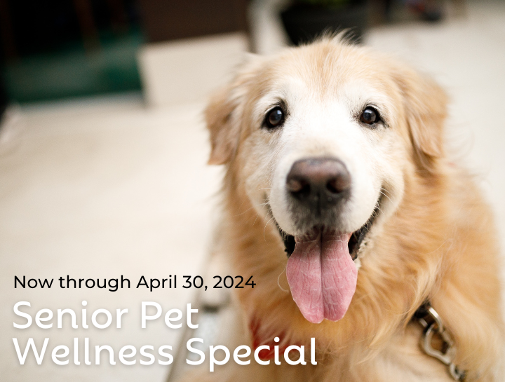 Senior Pet Wellness Special
