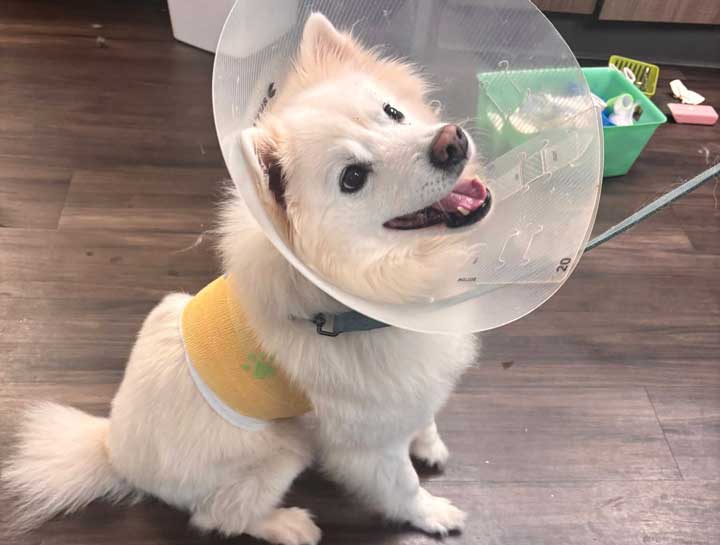 Emergency Veterinary Care